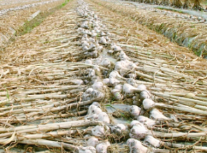 마늘 먹는 꿈 마늘 쪼개는 꿈 마늘 캐는 꿈