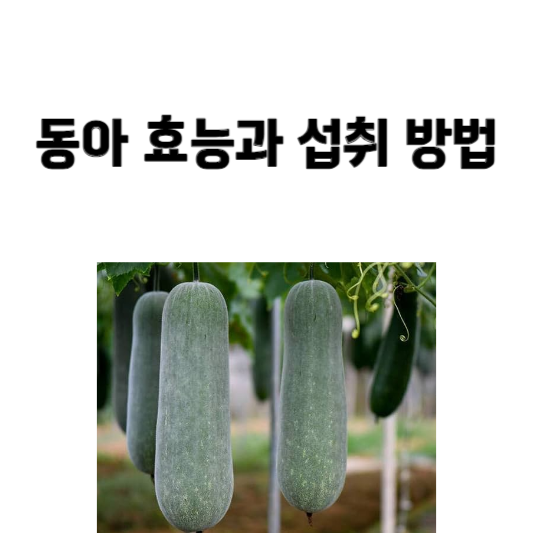 동아 효능과 섭취 방법