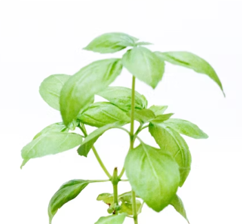 바질 효능 부작용 고르는법 요리 먹는 방법 허브