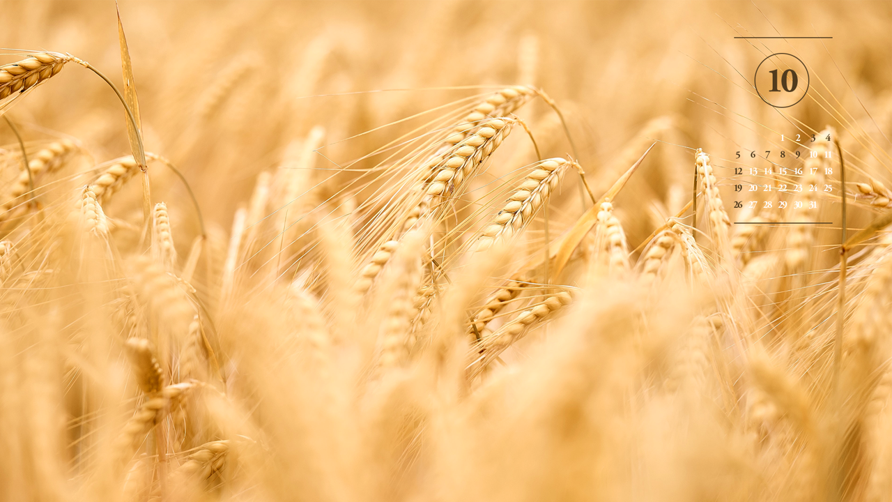 02 밀밭 A - 2025년10월 노트북배경화면