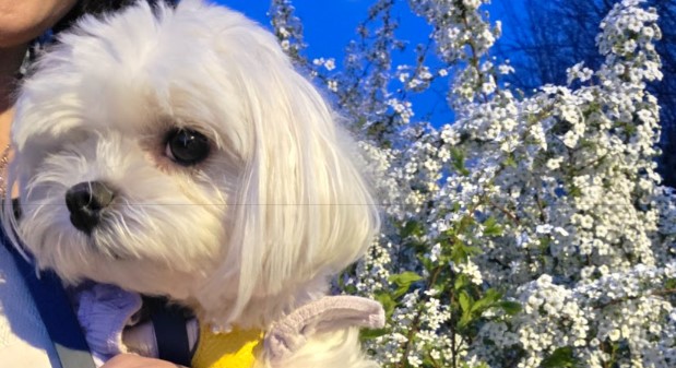 여의도 벚꽃 라떼와 밤산책