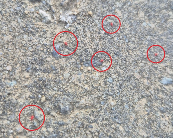 빨간 진드기 다카라다니 물림 아이 강아지 고양이 물리면 치료 예방 퇴치