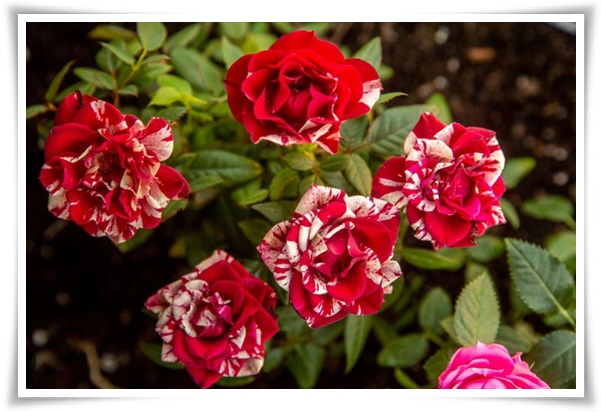 &quot;장미&quot; 천 년의 사랑을 품은 아름다움의 상징 매혹적인 꽃!고