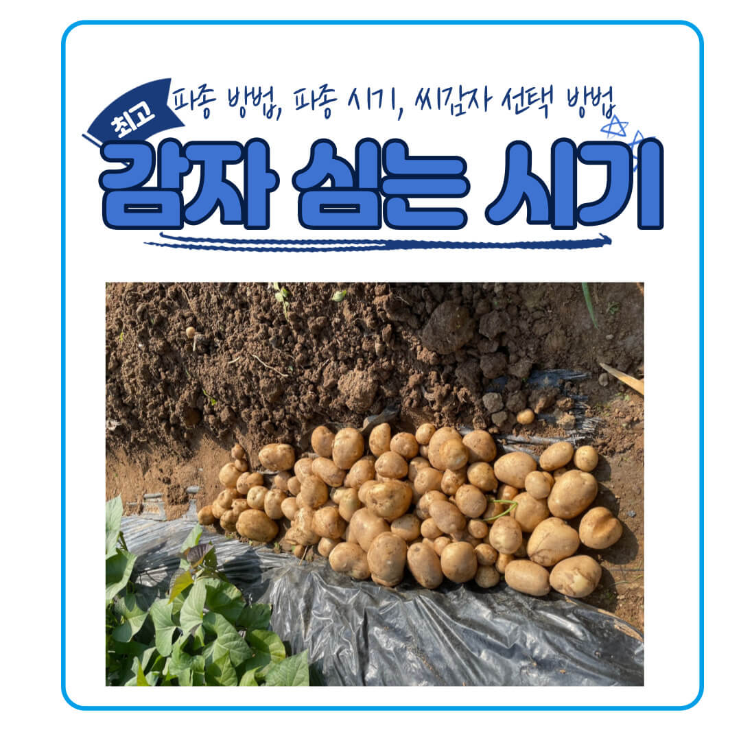 감자 심는 시기