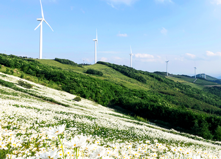 청옥산 육백마지기