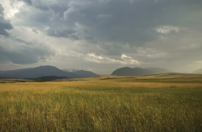 2025 고창 청보리밭 축제 현장 방문 꿀팁