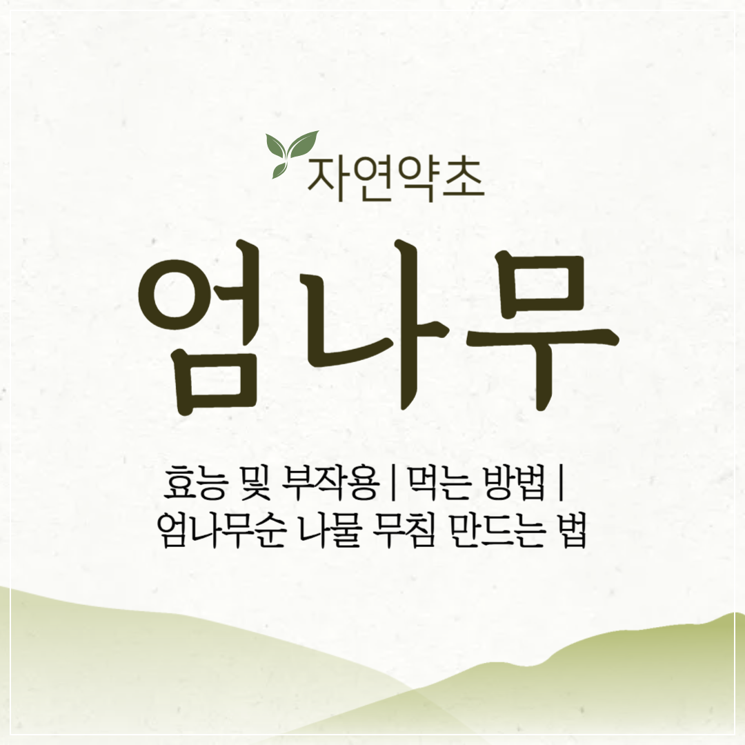 엄나무(음나무) 효능 및 부작용 ❘ 먹는 방법 ❘ 엄나무순 나물 무침 만드는 법 썸네일