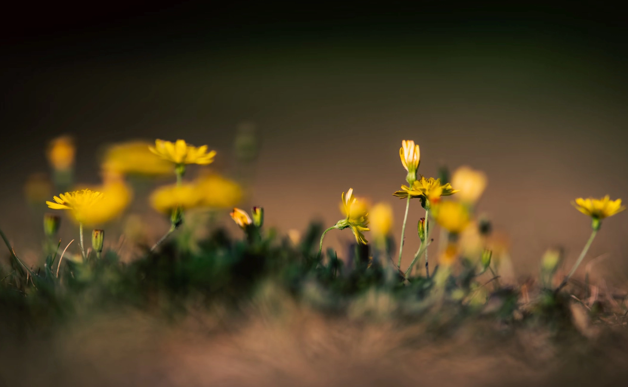 민들레즙 진액 효능