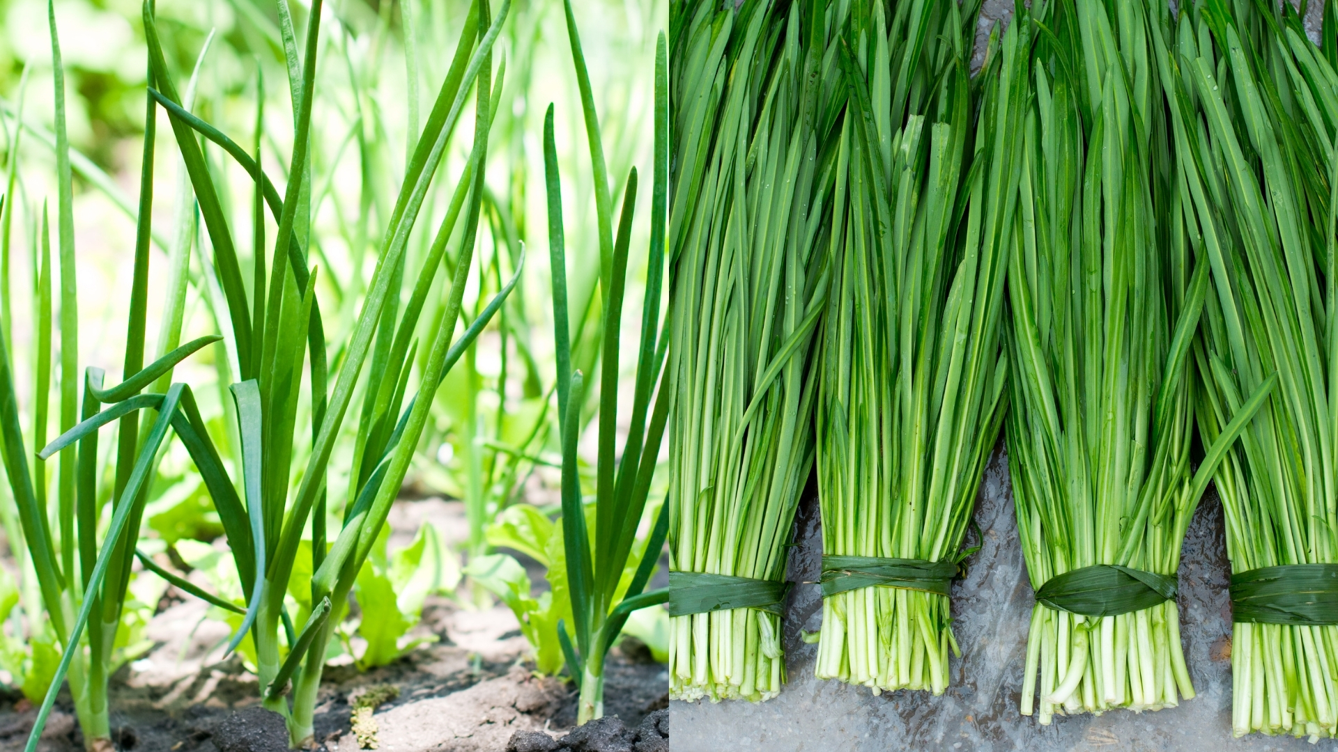 4월 5월에 심기 좋은 작물 파, 부추