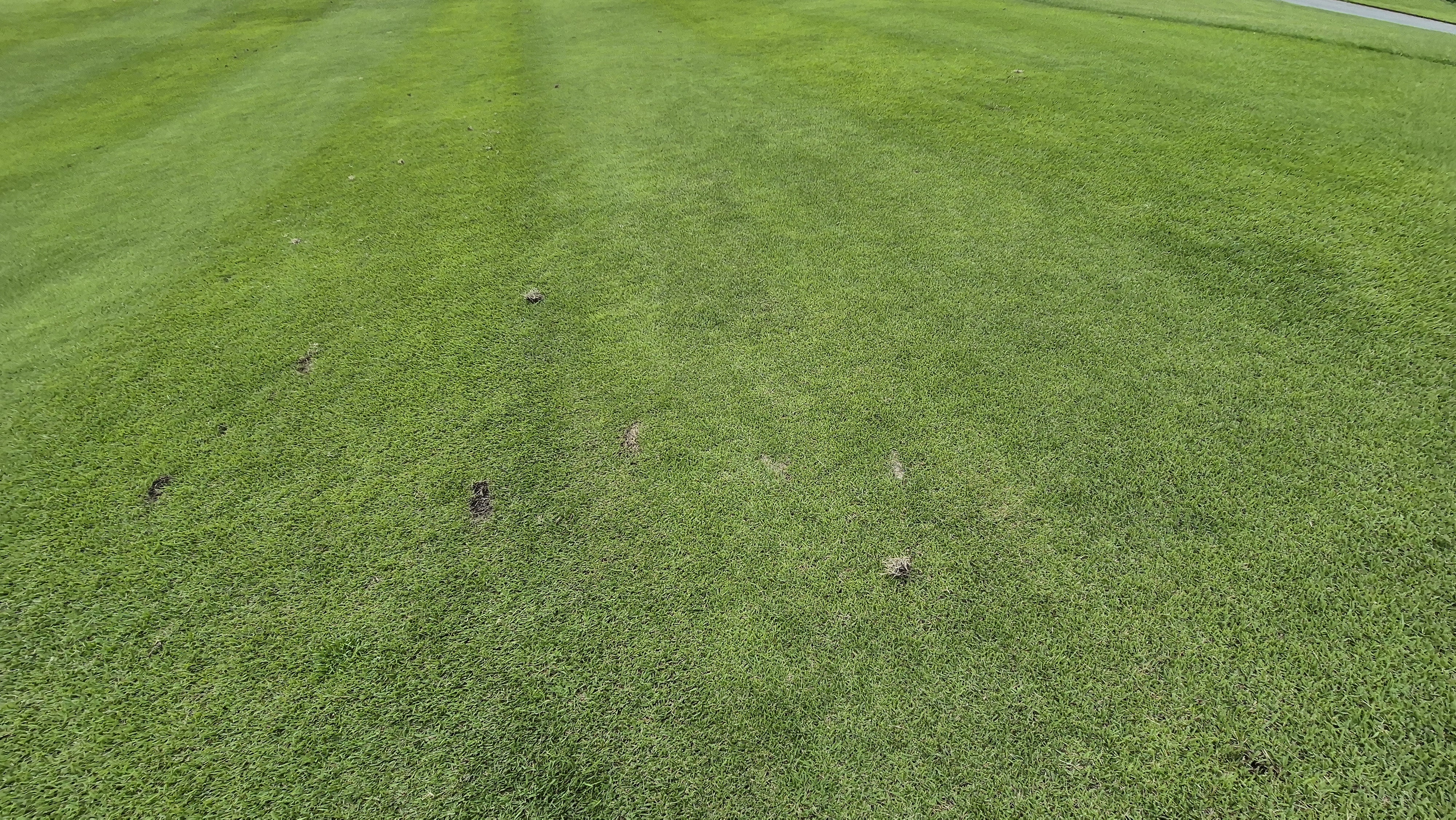 오크힐스cc 코스관리 상태