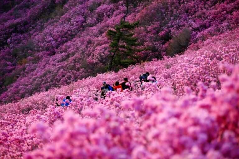 4월 창원 천주산 진달래 트레킹 사진