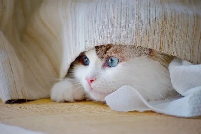 고양이 사진 실내 소음 최소 초점 고정 눈빛 살리기_1