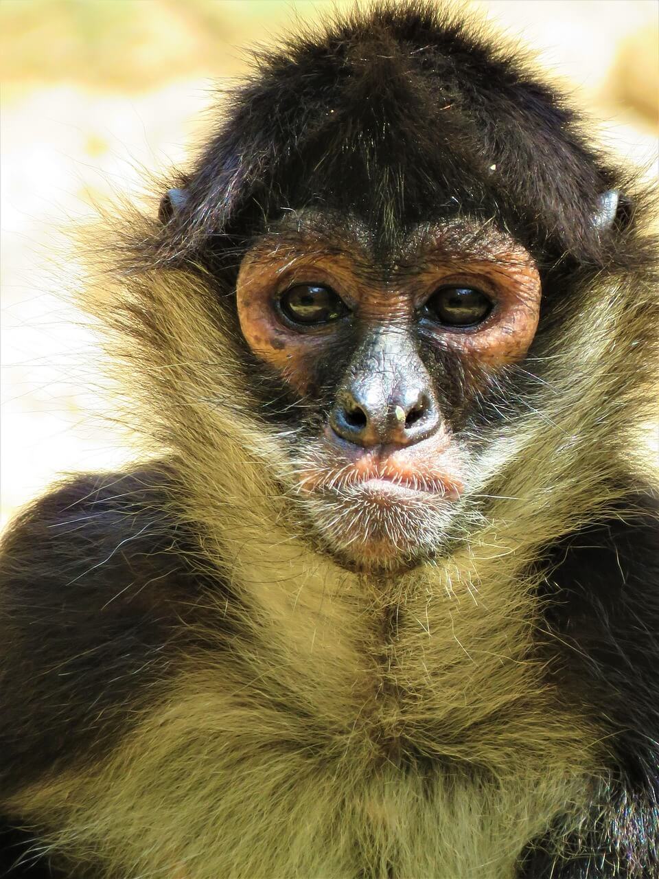 2025년 7월 원숭이띠(申띠) 운세