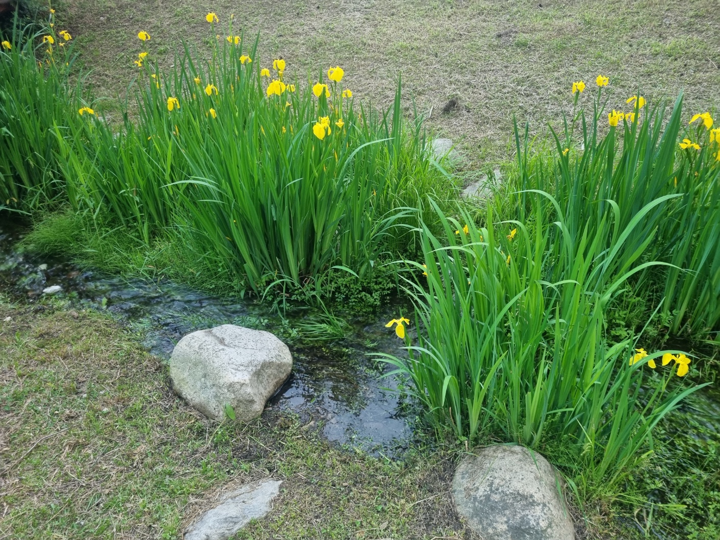 고인돌 공원 내에 흐르는 시냇물