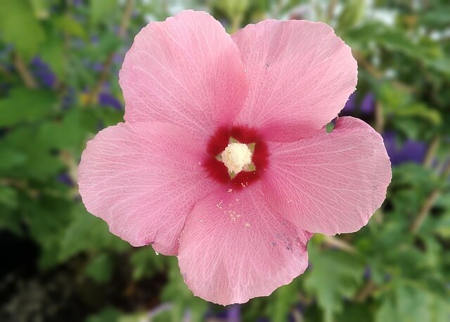 ‘무궁화 다이어트 무궁핏’! 효과부터 부작용, 구매 전 꼭 알아야 할 정보