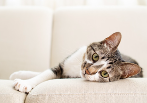 누워 있는 고양이