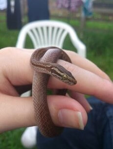 뱀을-손에가지고-노는-모습-애완용-뱀