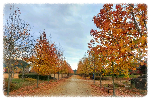 단성묵곡생태숲