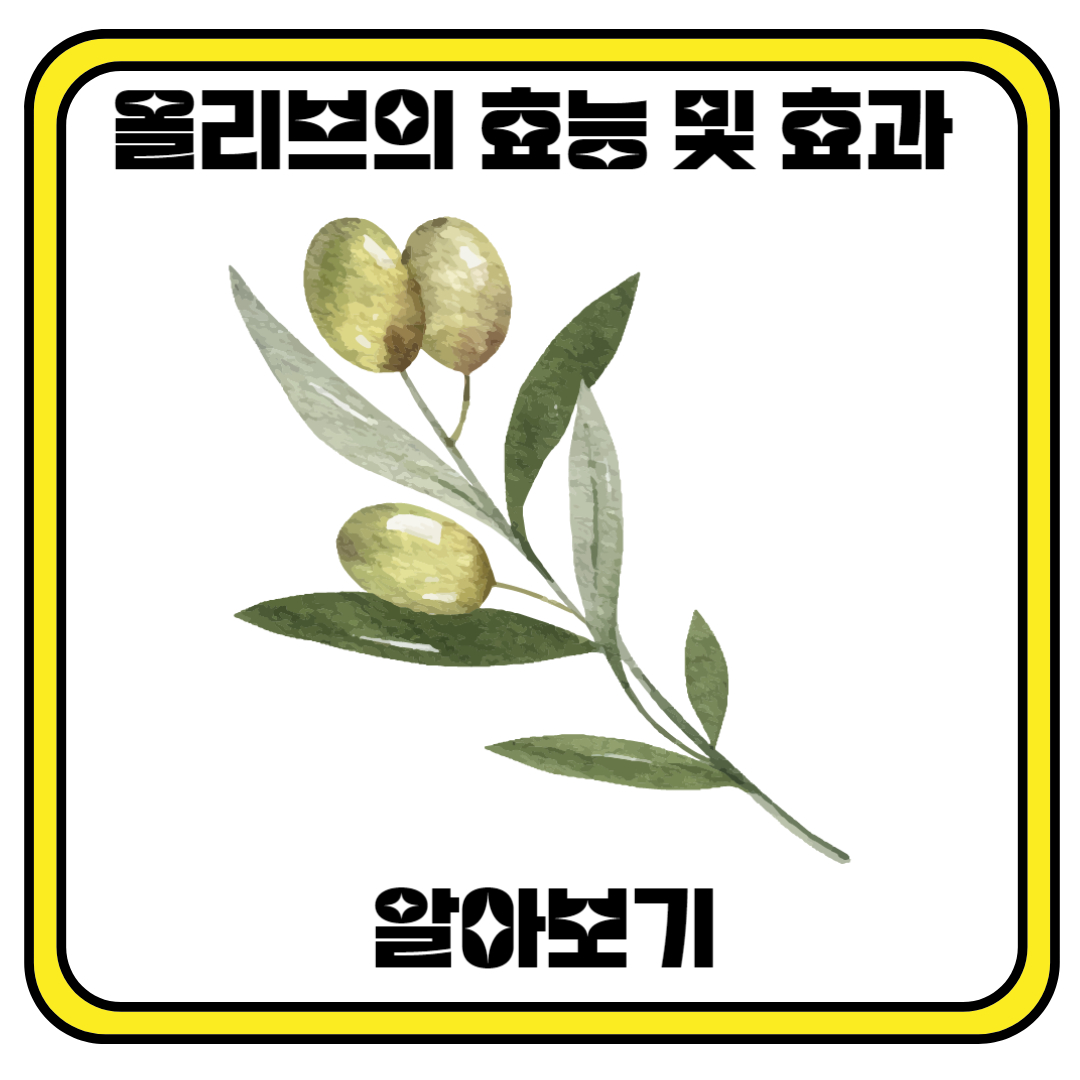 올리브의 효능 및 효과