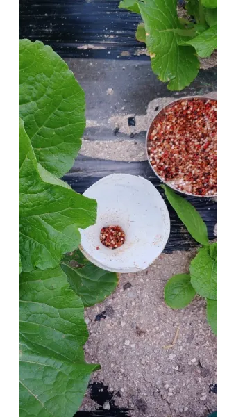 김장배추 웃거름비료 주는시기와 방법을 안내_12