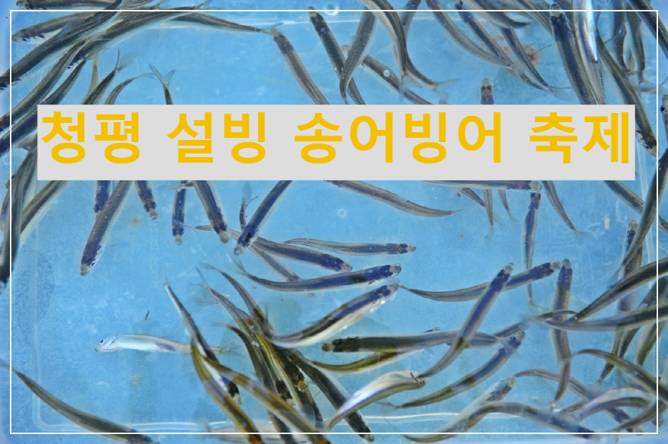 청평 설빙 송어빙어 축제