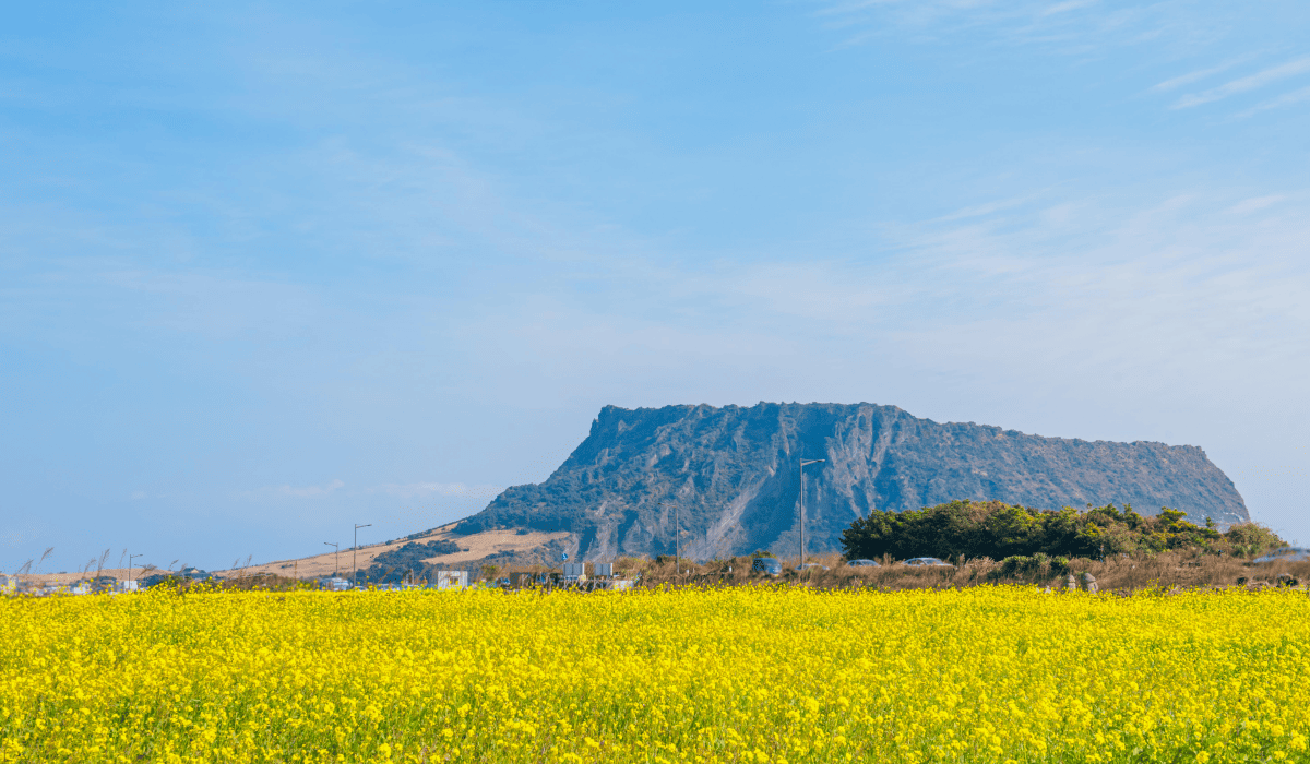 주