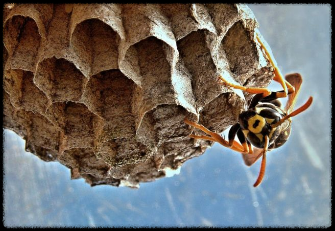 가을 산행에서 벌과 뱀 조심하는 법 - 안전한 산행을 위한 필수 가이