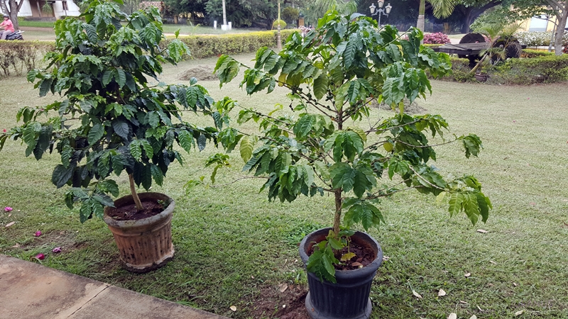Fazenda_Tozan_10