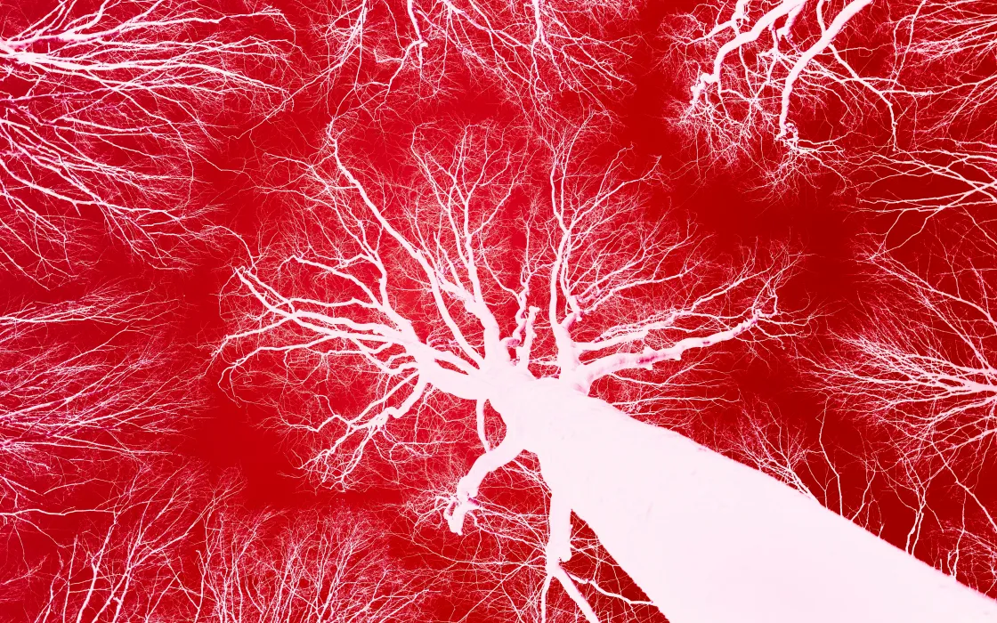 콜레스테롤-낮추는-방법-혈관-사진