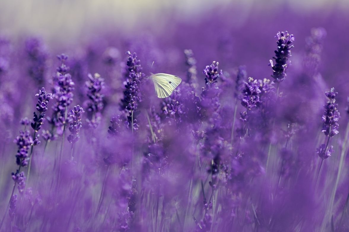 광복절 나비부인 KBS 방영논란