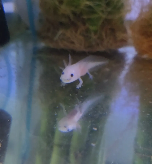 우파루파 사료먹는 모습