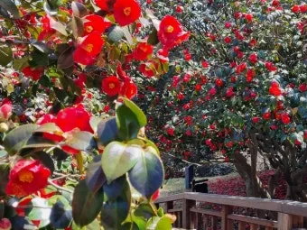 서천 마량리 동백나무 숲 개화 코스_11