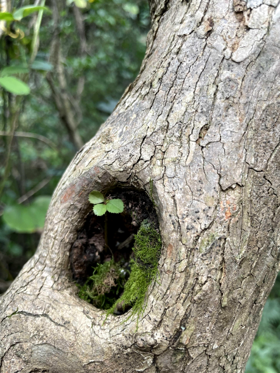 제주 곶자왈 도립공원