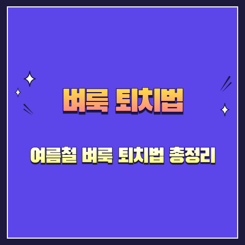 여름철 벼룩 퇴치법 총정리