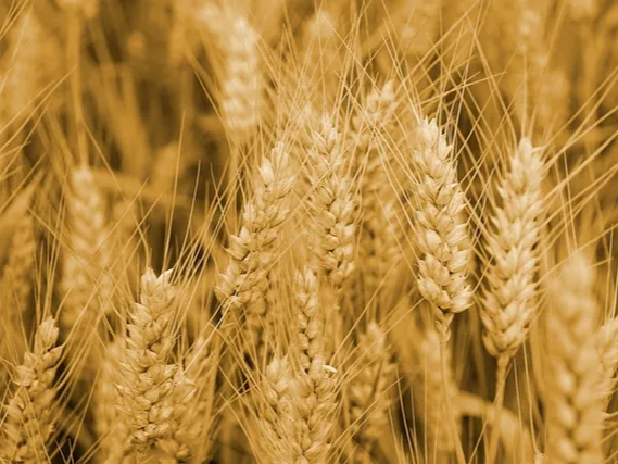 건강식단 카무트