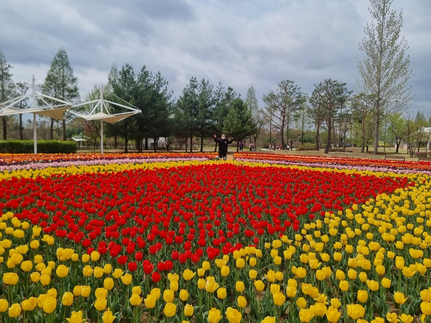 청주 튤립(문암생태공원)