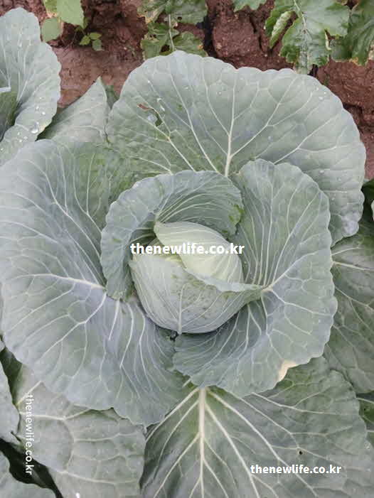 양배추 효능 고혈압 예방 칼륨 성분