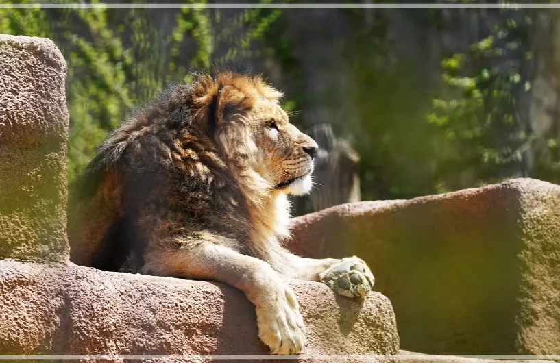 서울대공원-동물원-입장료-가격-할인-이용시간