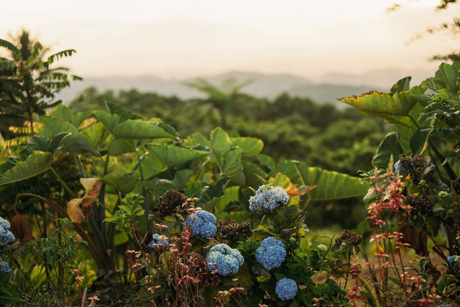 Lush tropical garden featuring vibrant blue hydrangeas at sunset, showcasing serene and natural beauty.