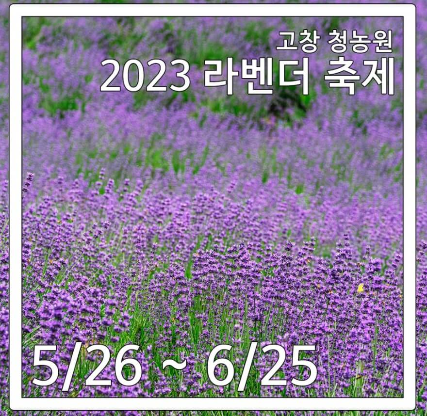 고창라벤더축제