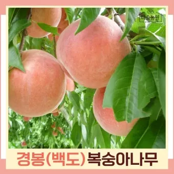 복숭아 나무 한살이 시기_7