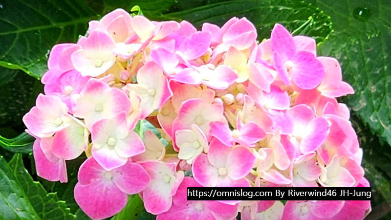 수국 水菊 hydrangea flower