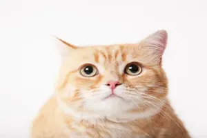 고양이