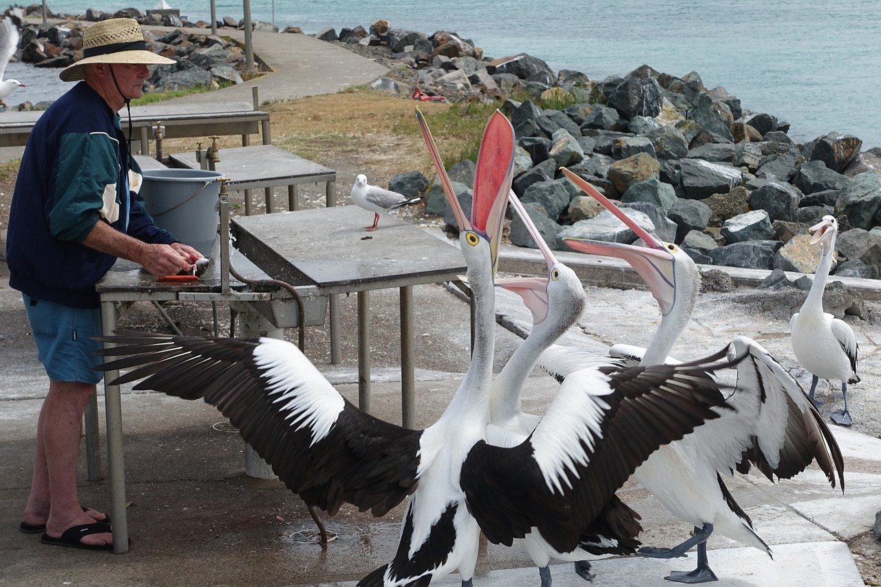 Pelican Feeding
