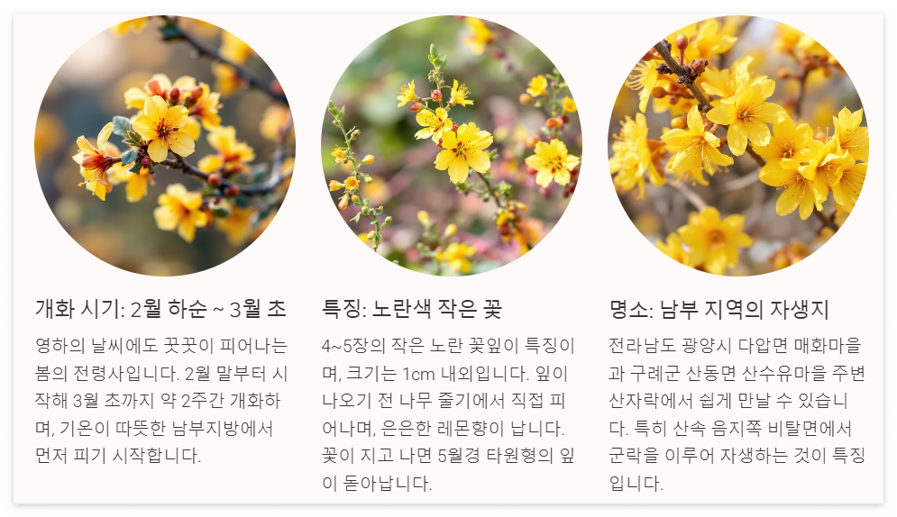 생강 나무꽃