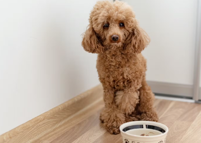 푸드볼 앞에 앉는 살구 푸들.