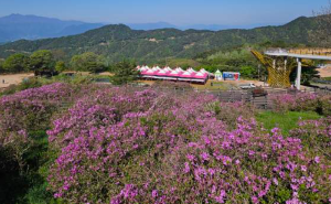 산청 황매산 철쭉축제