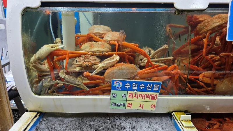 강구항 대게 맛집 수족관에 들어 있는 홍게들 모습