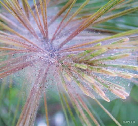 전나무잎응애 거미줄