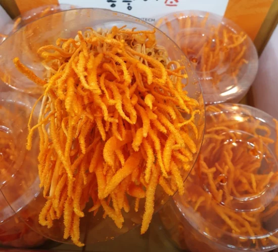 머쉬텍-동충하초